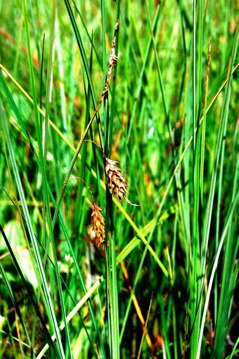 Czosnek syberyjski Allium sibiricum, w województwie występuje jedynie na kilku halach w masywie Pilska, a jego populacja liczy kilka tysięcy pędów (Bzowska 2008).