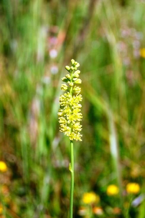Halabowski D., Sowa A., Błońska A. Rozmieszczenie, walory i ochrona torfowisk... Fot. 5. Tofieldia calyculata (fot. Agnieszka Błońska). Photo 5.