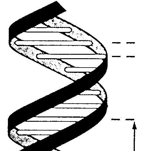 DNA-kwas deoksyrybonukleinowy Zakodowane repozytorium