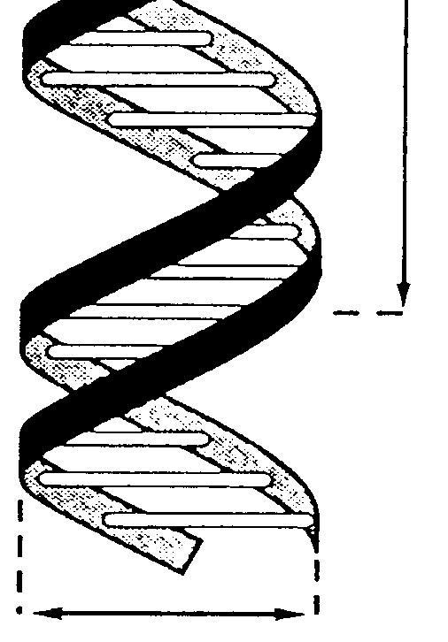 wyższych, kukurydzy, myszy, człowieka DNA-nagie w bakteriach,