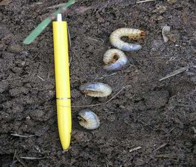 Walka z chrabąszczami wyzwania i szanse The control of cockchafers challenges and chances Lidia Sukovata