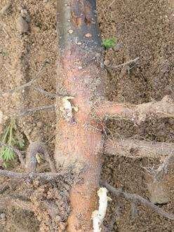 saplings 100 80 60 40 20