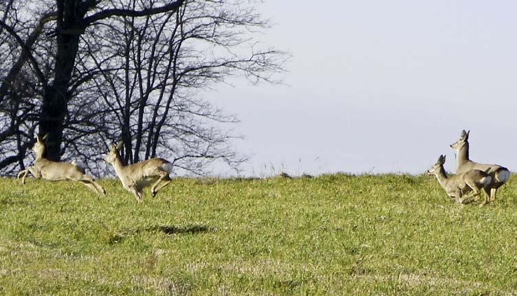 Planujemy jeszcze bardziej to wykorzystać. 13 FOT. URZĄD MIEJSKI W OLEŚNIE FOT.
