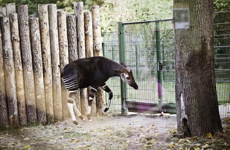 Pragniemy tworzyć zoo przyjazne zarówno dla zwierząt, jak i dla naszych ludzkich gości mówi prezes Ratajszczak i ta filozofia znakomicie wpisuje się w akcję Gmino, przytul okapi, bowiem wsparcie gmin