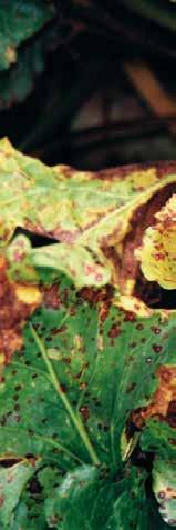 Dzieje się tak z powodu masowego wytwarzania zarodników konidialnych grzyba. Utracone liście są przez rośliny odtwarzane. Dzieje się to kosztem cukru uprzednio zgromadzonego w korzeniu.