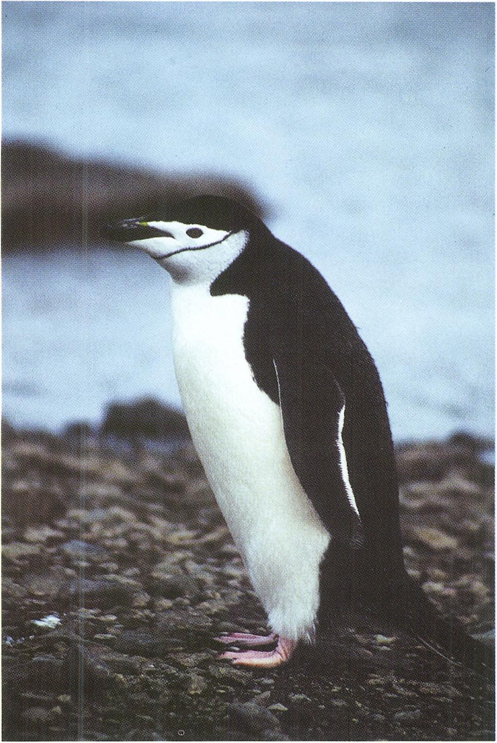 (1984) i Laws (1985) sugerowali, iż intensywne polowania na wieloryby w XIX i XX wieku zachwiały równowagę ekosystemu Południowego Oceanu, powodując udostępnienie innym zwierzętom nadmiaru zasobów