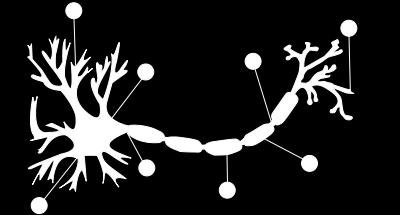 Neuron Literatura Wprowadzenie a dentryty - wejścia neuronu b ciało komórki c jądro komórkowe - centrum obliczeniowe d akson - wyjście neuronu e otoczka mielinowa f