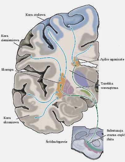 JĄDRA PODSTAWY KRESOMÓZGOWIA I INNE OŚRODKI KORA MOTORYCZNA KORA MOTORYCZNA KORA