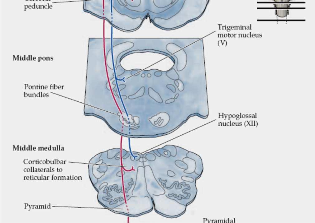 RDZENIOWE I PNIOWE JĄDRO CZERWIENNE JĄDRO NERWU XII ŚRÓDMÓZGOWIE