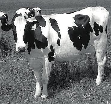 D. jersey. Zadanie 24. Użytkowanie smuszkowe owiec ma na celu pozyskanie A. skóry z dorosłych owiec. B. mięsa z dorosłych owiec. C. skór z dwu-trzydniowych jagniąt. D. mięsa z dwutygodniowych jagniąt.