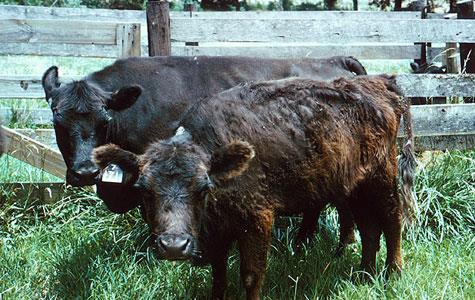 Wśród tych związków są alkaloidy sporyszowe (klawiny, kwas lizergowy i jego amidy, ergopeptyny), które są odpowiedzialne za fescue toxicosis u zwierząt hodowlanych.