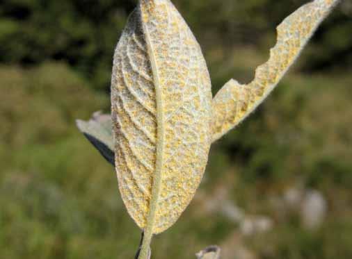 Również w tym regionie stwierdzono występowanie Melampsora epitea (Ryc. 16) na Salix spp., a nad potokami regla dolnego Puccinia poarum (Ryc. 17) na Tussilago farfara.