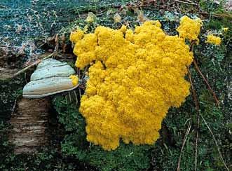 Diploidalne jądro zygoty dzieli się mitotycznie. Tak samo, synchronicznie, dzielą się wszystkie jądra potomne natomiast nie dzieli się cytoplazma.