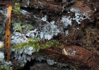Ma to związek z występującym tu bukiem Fagus sylvatica, na którego drewnie znaleziono 40 taksonów oraz z przenikaniem wielu kosmopolitycznych, pospolitych gatunków niżowych.