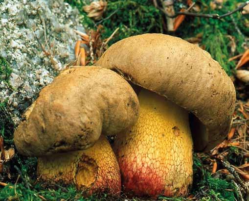 Ryc. 2. Borowik żółtopory Boletus calopus (fot. Cz. Narkiewicz). Bogato reprezentowane są w płatach kwaśnych buczyn gatunki saprotroficzne rozkładające martwą materię organiczną.