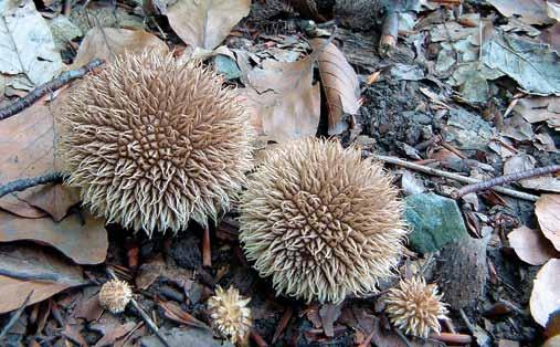 Tylko w płatach żyznej buczyny stwierdzono występowanie czernidłaka pstrego Coprinus picaceus, gwiazdosza potrójnego Geastrum triplex (Ryc. 5), purchawki jeżowatej Lycoperdon echinatum (Ryc.