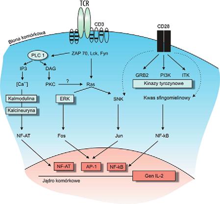 Kusztal M. i wsp. Odpowiedź układu immunologicznego na aloprzeszczep nerki ną odpowiedź immunologiczną ostre odrzucanie.