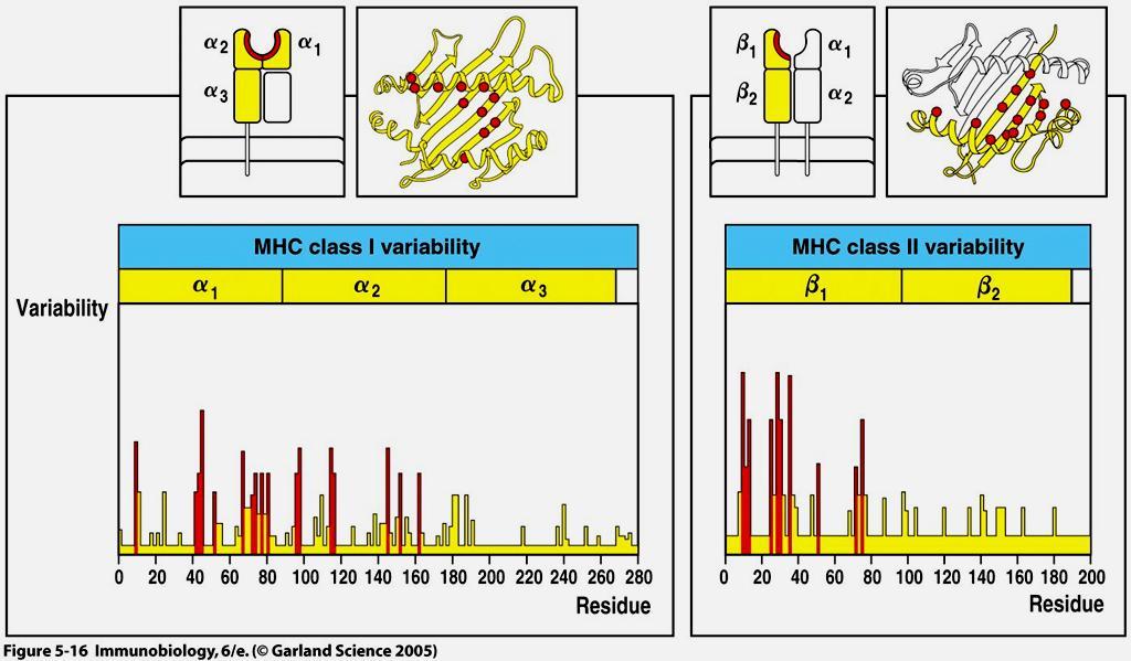 Polimorfizm MHC determinuje zakres
