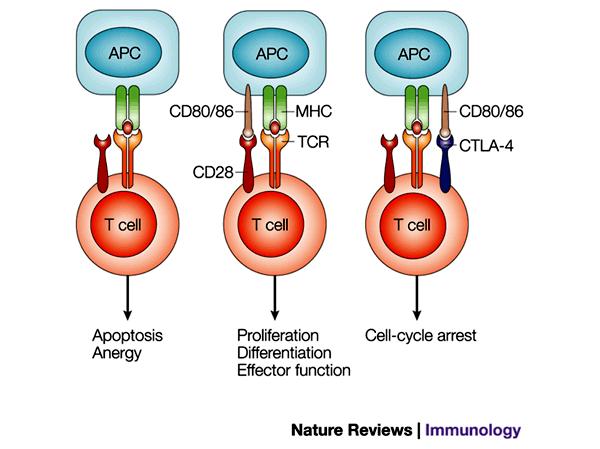 Skutki prezentacji antygenu limfocytom Th (a)