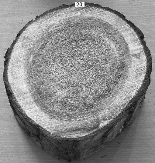 The effect of polymethyl methacrylate impregnation on mechanical properties... 39 PN-79/D-04102 standard as regards testing for compression strength parallel to grain.
