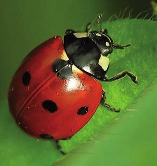 Natomiast największa z naszych sów puchacz, składa już jaja. Pojawiają się pierwsze biedronki. A czy wiecie, że w marcu, kiedy ziemia rozmarza, krety wychodzą ze swych legowisk tworząc nowe kopczyki.