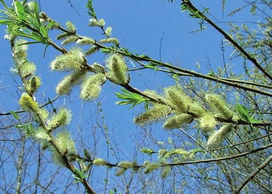 Polak Mały * nr 3 (33) marzec 2015 3 ważną leczniczą rośliną. Stosuje się go w leczeniu chorób gardła oraz trudno gojących się ran. Kwitnie leszczyna, wierzba i topola.
