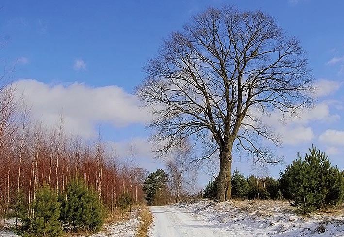 śnieg będzie nieszczęśliwa; - Jeśli świeci słońce rok cały będzie