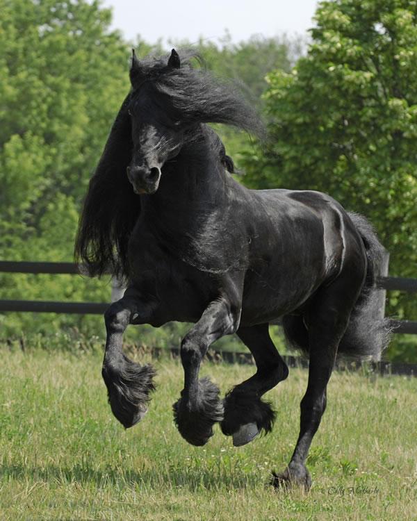3. Paint Horse Jest to srokata odmiana Quarter Horse. Ich wys. w kłębie waha się od 145-165 cm.