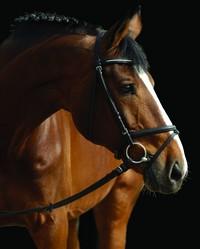 7. Koń huculskirasa konia domowego, ceniona za żywotność, siłę i odporność.