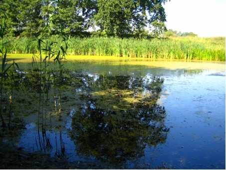 FAUNA OF LEECHES (HIRUDINEA) IN POSTGLACIAL TARNS... 15 Table 1. A collective specification of leech species in the studied tarns Tabela 1.