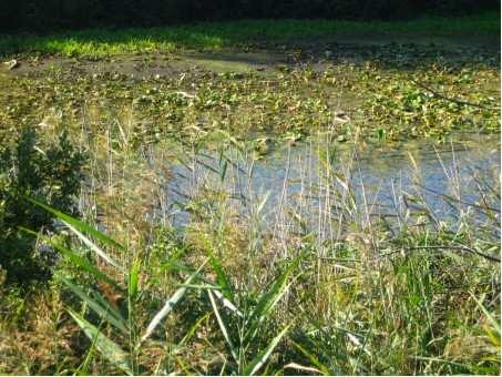 16 On our penetration of the area we noticed that some of the tarns had been drained agriculturally, which we considered ill-advised as they normally are breeding sites for many species of insects