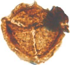 4 m, assemblage of the latest Permian early Triassic Lundbladispora obsoleta