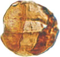 Visschera, B L. virkkiae NBb, C L. virkkiae NBc, D L.