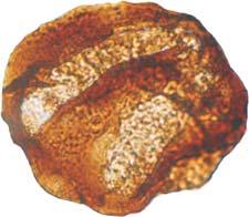 Perisaccus sp.