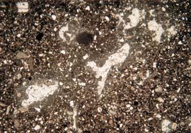 A rhizolith (R) as a sediment-filled root mould surrounded by irregular calcareous rim (ow), depth 210.4 210.5 m; B initial soil nodules (ng) associated with root traces, depth 250.7 250.