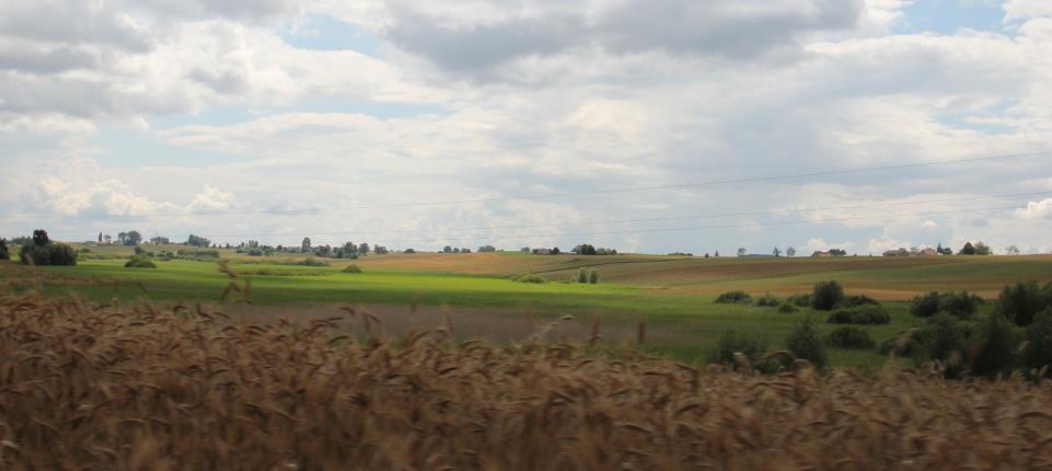 Fotografia 3. Widok na pola uprawne przy drodze Książki- Blizienko. Źródło: Materiały własne.