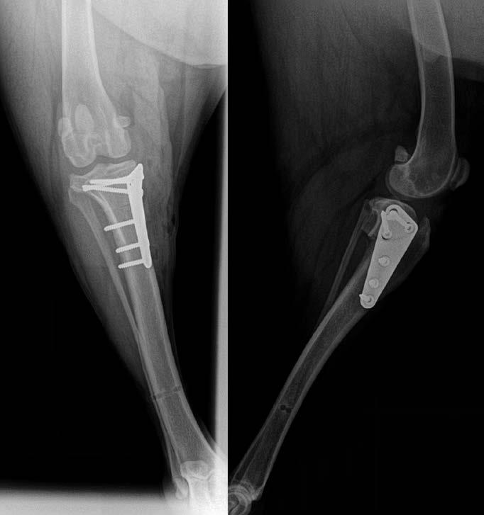 KAZUISTYKA ryc. archiwum autorów Ryc. 1. Prawidłowo wykonany zabieg TPLO w dwóch projekcjach radiologicznych na zastosowany materiał na biologiczne oraz z zastosowaniem tworzyw sztucznych.