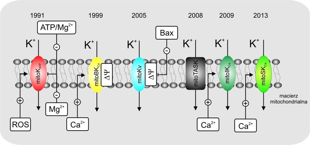 Rys. 5. Schemat przedstawia zidentyfikowane kanały potasowe w wewnętrznej błonie mitochondrialnej.