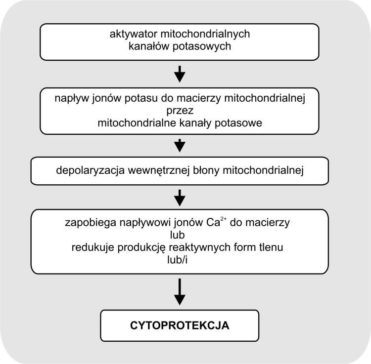 Rys. 1. Schemat możliwego mechanizmu protekcji z udziałem mitochondrialnych kanałów potasowych. Na podstawie schematów zawartych w pracach Bednarczyk, 2009, Bednarczyk, 2012.