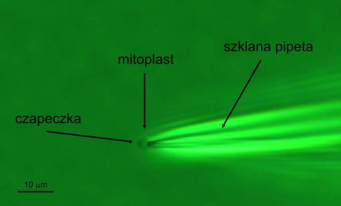 Celem moich badań stały się kanały potasowe z wewnętrznej błony mitochondrialnej.