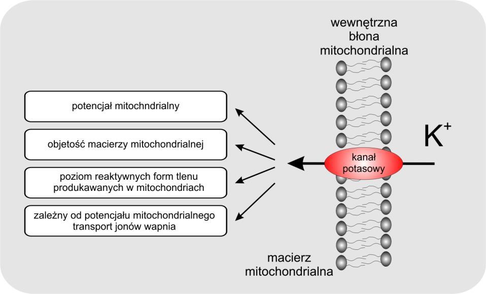 Mitochondria to organelle zaopatrujące komórkę w energię potrzebną do prowadzenia podstawowych procesów życiowych. Otoczone są podwójną błoną lipidową.