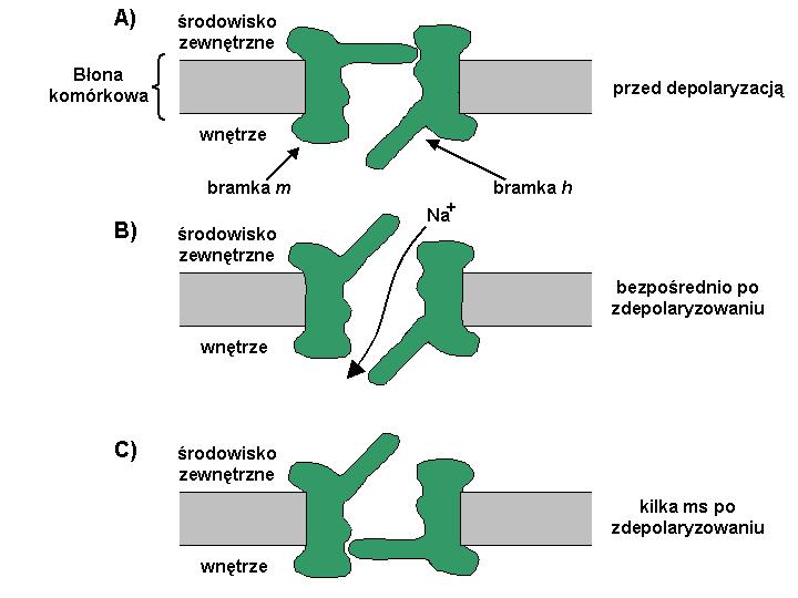 1.4. Generacja potencjału czynnościowego 11 Rysunek 1.2: Schemat działania pojedynczego sodowego kanału jonowego. A) Kanał w warunkach spoczynkowego napięcia błonowego.