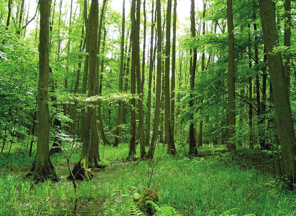 Ro śli nno ść l eśna i za roślowa Rez erwat u Wielk i B y tyń 73 Ryc 4 Żyzny ols Carici elongatae-alnetum w postaci z dominującym w drzewostanie jesionem Fraxinus excelsior (oddz 338d Nadl