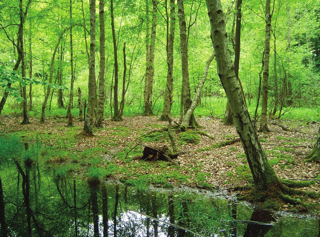 77 Ro śli nno ść l eśna i za roślowa Rez erwat u Wielk i B y tyń VI Ch Vaccinio-Piceetea Pinus sylvestris Vaccinium myrtillus Leucobryum glaucum Pseudoscleropodium purum Pleurozium schreberi Picea