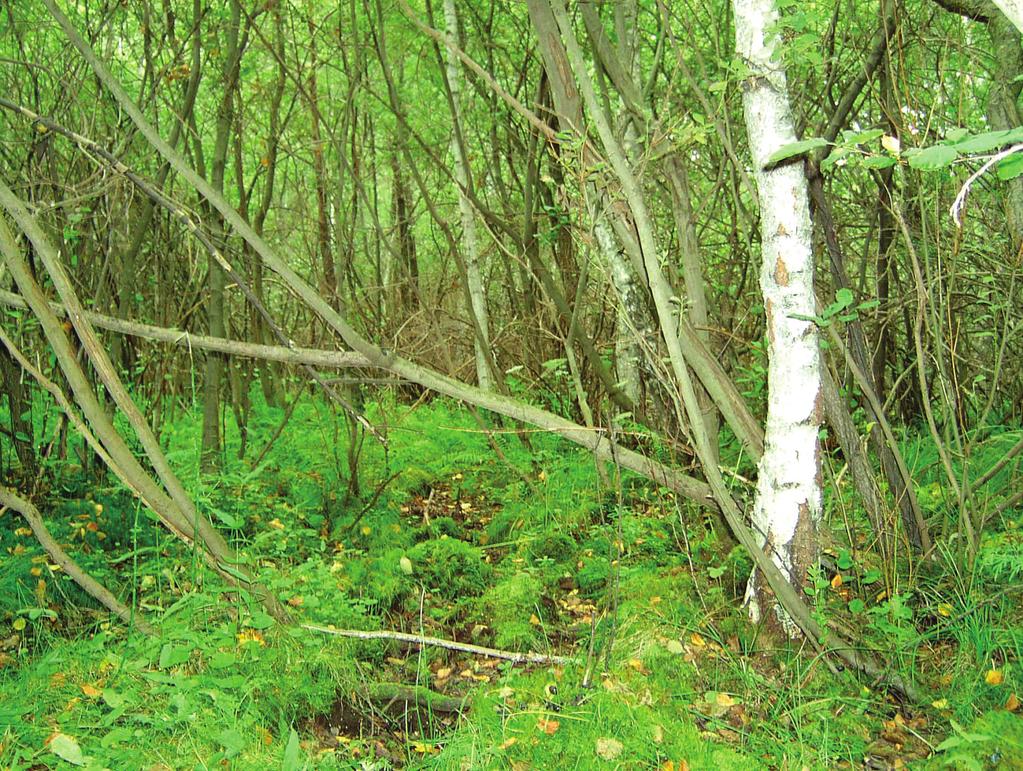 78 Woj ciec h Sta chnow icz Ryc 7 Zarośla wierzby uszatej Salicetum auritae na torfowisku Trzęsacz oddz 3d Nadl Tuczno (fot W Stachnowicz) Fig 7 Thickets of Eared Willow Salicetum auritae on the
