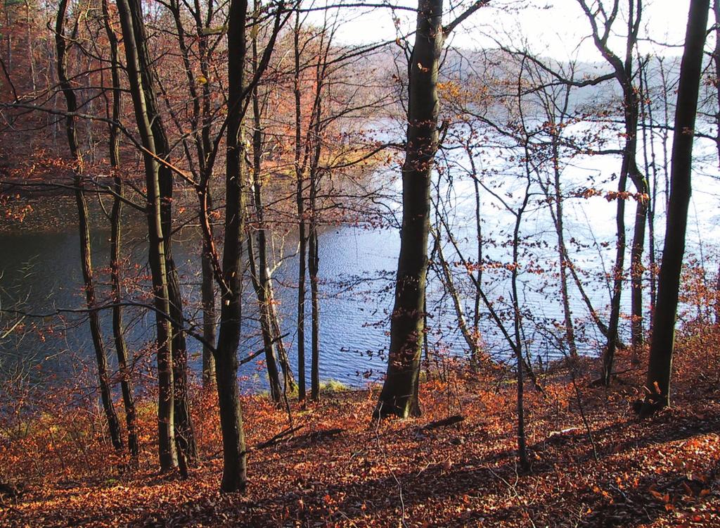 Ro śli nno ść l eśna i za roślowa Rez erwat u Wielk i B y tyń 87 Taksony sporadyczne (Sporadic taxa): II *Acer platanoides c 457 (r); *Festuca gigantea 56 (r); *Fraxinus excelsior c 56 (); ^Melica