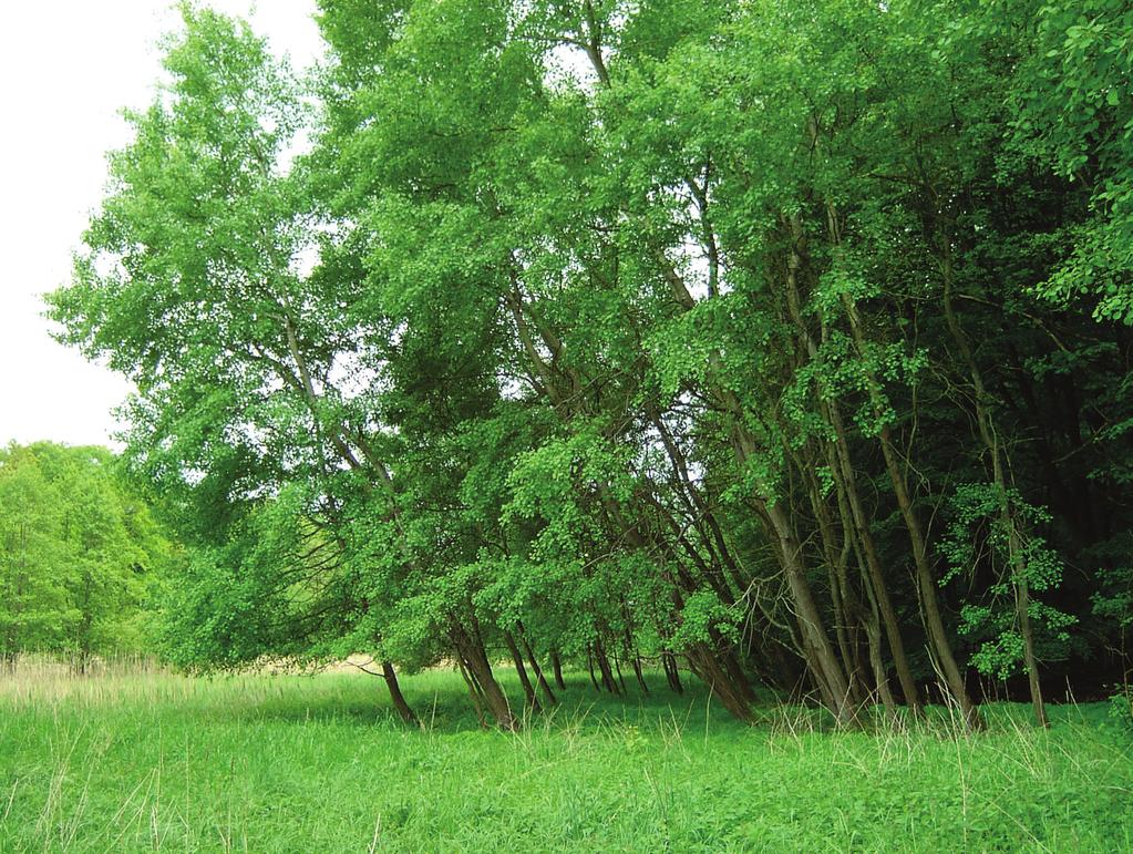 91 Ro śli nno ść l eśna i za roślowa Rez erwat u Wielk i B y tyń Ranunculus repens Calliergonella cuspidata V Inne (others) Brachythecium rutabulum Eurhynchium hians Stellaria uliginosa Betula