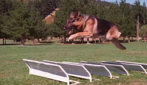 Marka SportDOG Amerykaoska marka SportDOG to obroże i systemy kierowane do osób ceniących wysoką jakośd produktów połączoną z przystępną ceną.