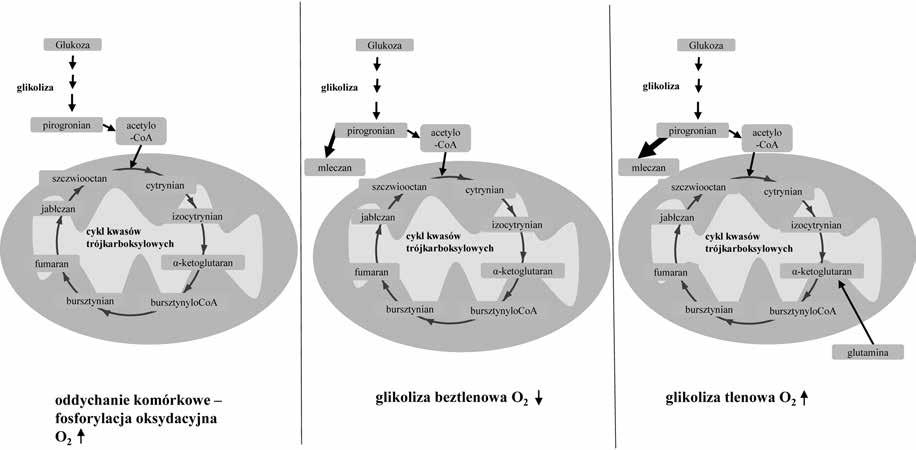 e.g., control the gene expression. Therefore, to understand the influence of metabolism on gene expression can be crucial to discovering the causes of carcinogenesis.