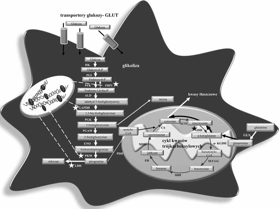 Rycina 4. Przeprogramowanie metabolizmu w komórce nowotworowej: glikoliza, cykl kwasów trójkarboksylowych i glutaminoliza.